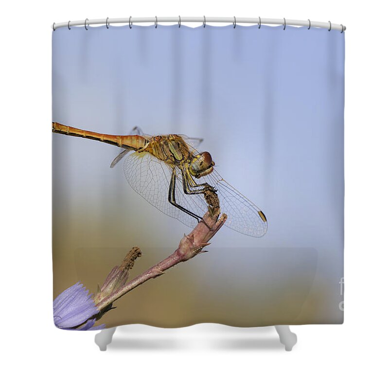 Animal Shower Curtain featuring the photograph Red veined Darter Dragonfly by Jivko Nakev