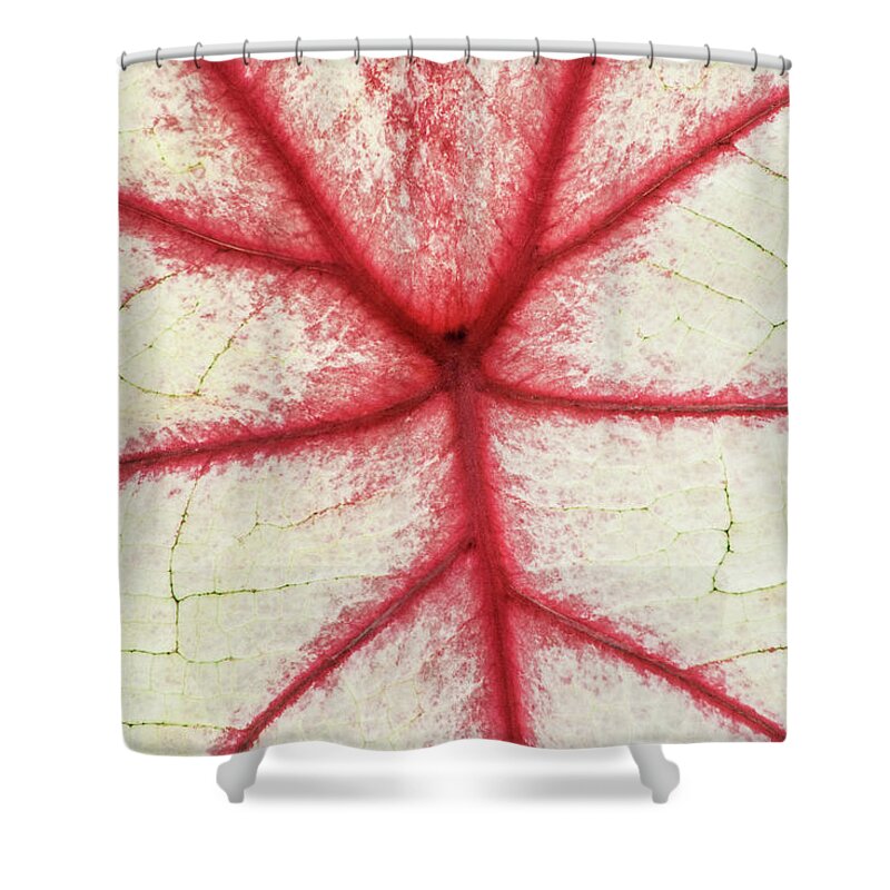 Coleus Shower Curtain featuring the photograph Red Veins of a Coleus Plant by Don Johnson