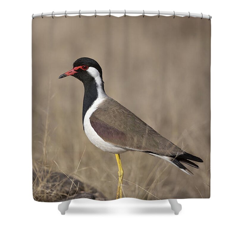 Red-wattled Lapwing Shower Curtain featuring the photograph Red-wattled Lapwing by Bernd Rohrschneider/FLPA
