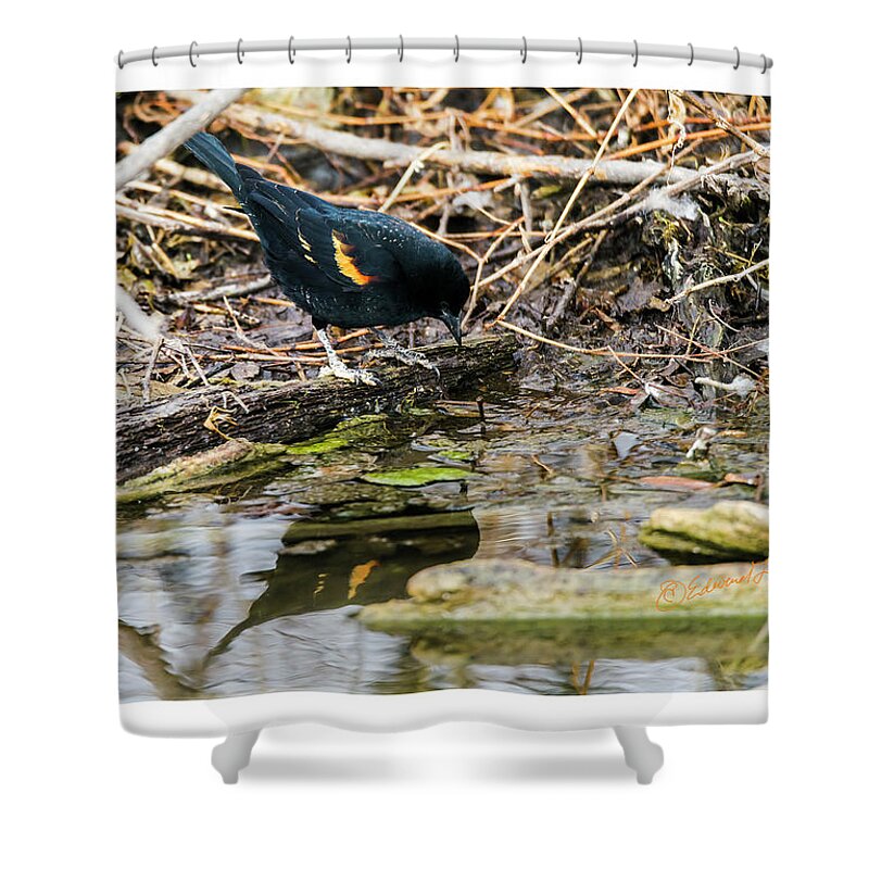 Heron Haven Shower Curtain featuring the photograph Red-winged Black Bird At The Water's Edge by Ed Peterson