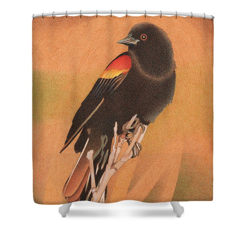 Art Shower Curtain featuring the drawing Red-winged Blackbird 3 by Dan Miller