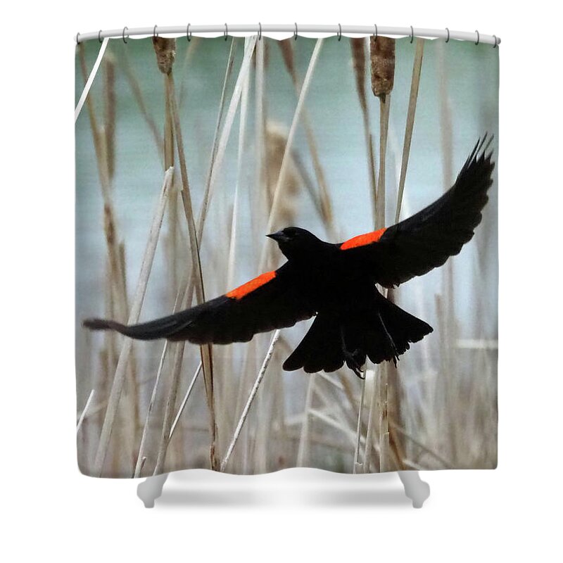 Bird Shower Curtain featuring the photograph Red-Winged Blackbird I by C H Apperson