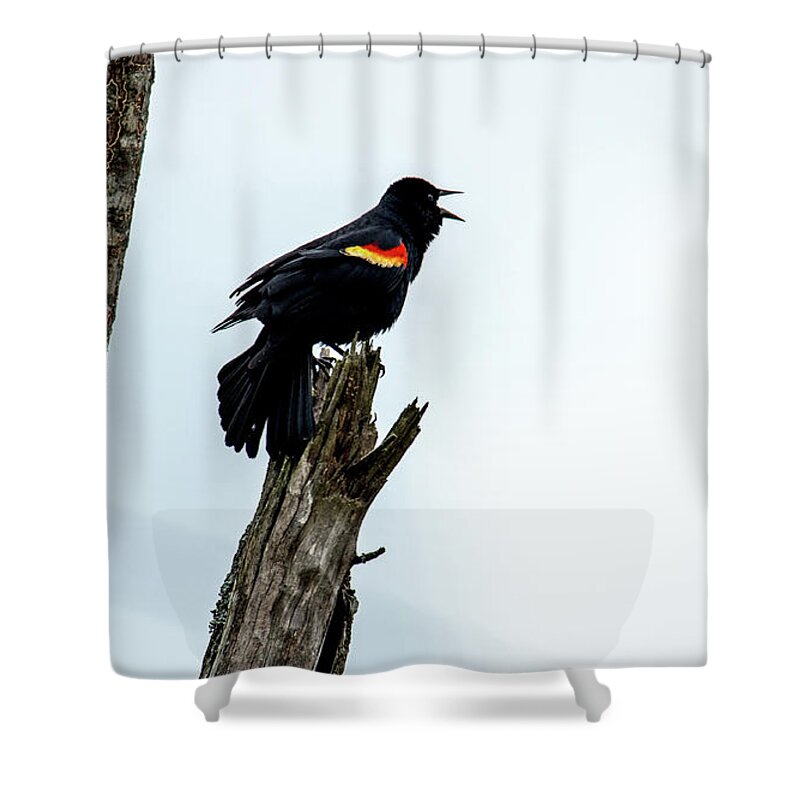 Red-winged Blackbird Shower Curtain featuring the photograph Red-Winged Blackbird by Paul Mashburn