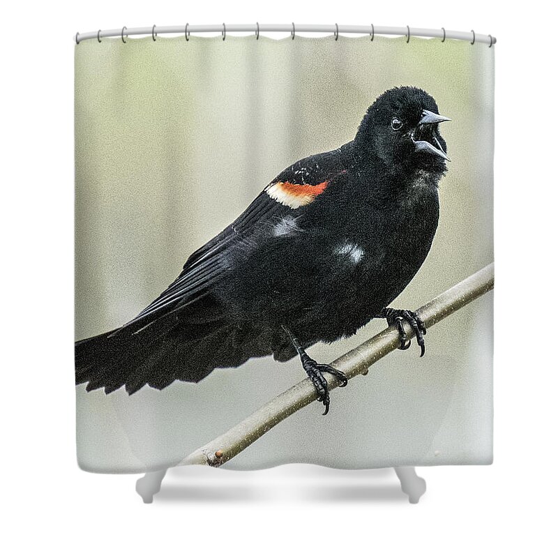 Bird Shower Curtain featuring the photograph Red-winged Blackbird Singing by William Bitman