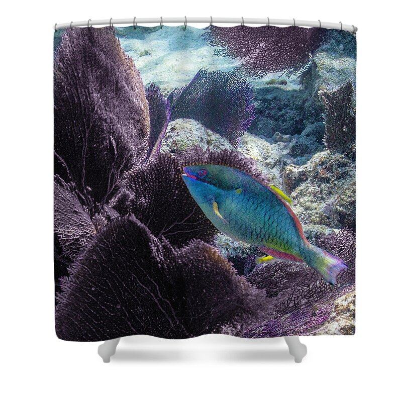 Ocean Shower Curtain featuring the photograph Redband Fan by Lynne Browne