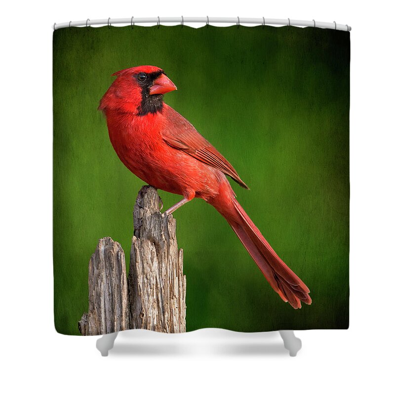 Cardinal Shower Curtain featuring the photograph Redbird Looking Back by Bill and Linda Tiepelman