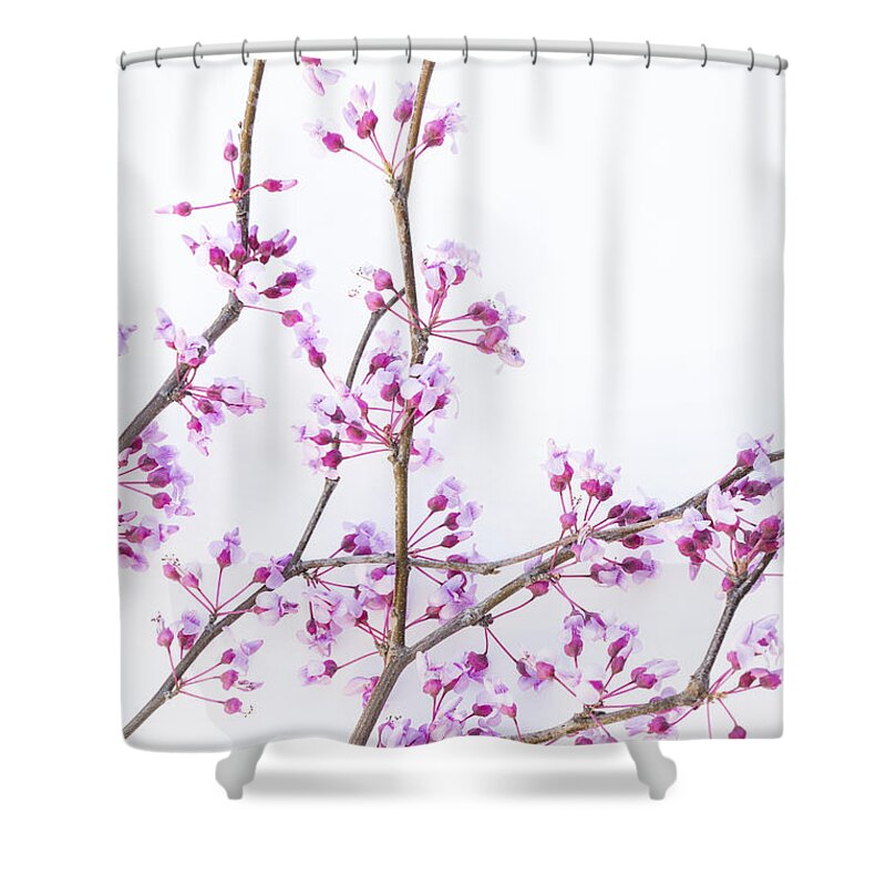 Eastern Redbud Shower Curtain featuring the photograph Redbud by Elena Nosyreva