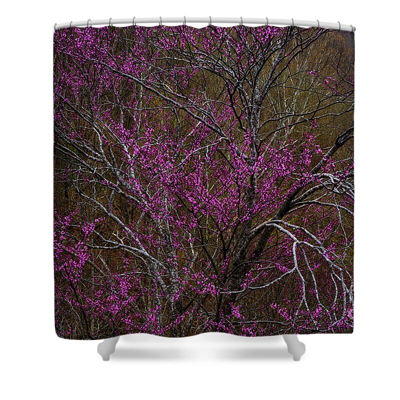 Spring Shower Curtain featuring the photograph Redbud in the Spring Woods by Thomas R Fletcher