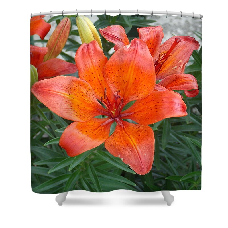 Bridge Of Flowers Shower Curtain featuring the photograph Reddish Orange Flower by Catherine Gagne