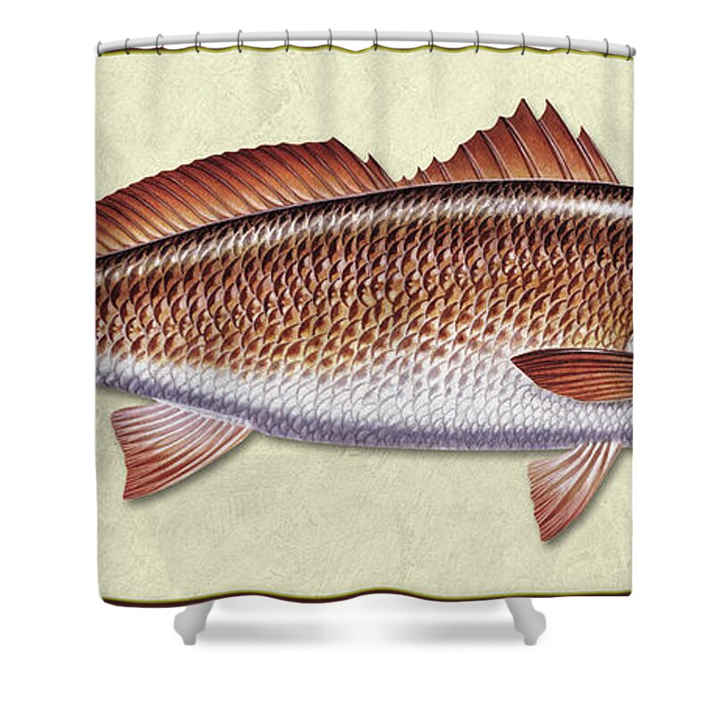 Jon Q Wright Redfish Ocean Saltwater Gamefish Fishing Fish Print Fish Poster Lure Tackle Shower Curtain featuring the painting Redfish ID by Jon Q Wright