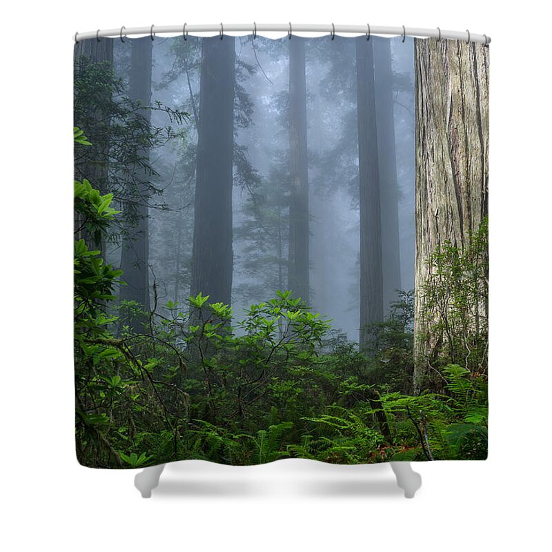 Redwoods Shower Curtain featuring the photograph Redwoods in Blue Fog by Greg Nyquist