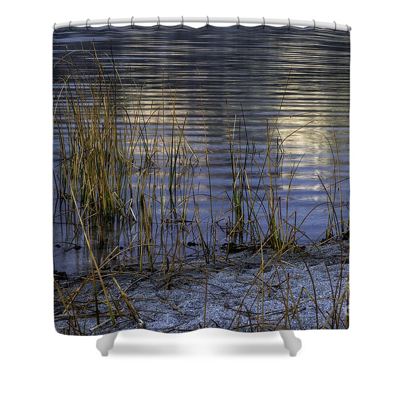 California Shower Curtain featuring the photograph Reeds and Reflection by Timothy Hacker