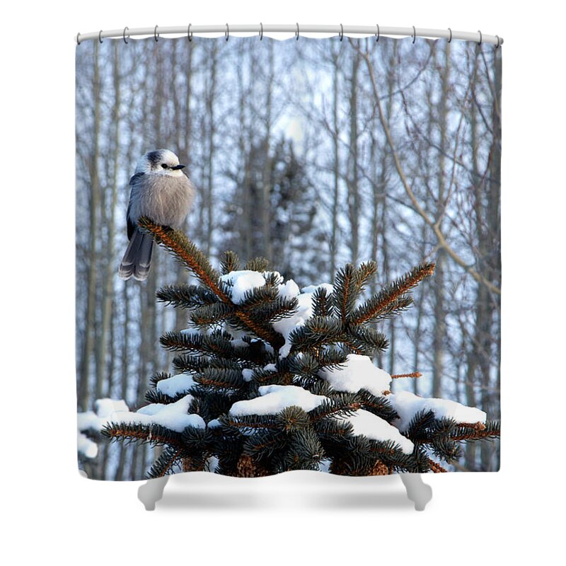 If You're An Easterner As I Am Shower Curtain featuring the photograph Refined Little Gray Jay in Colorado by Carol M Highsmith