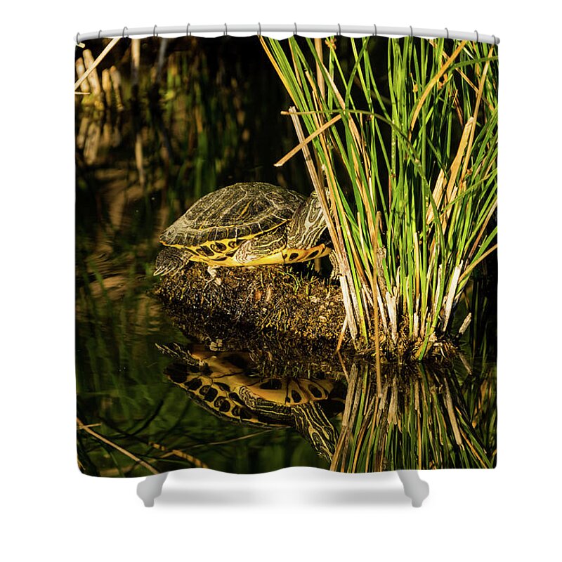 Reflection Shower Curtain featuring the photograph Reflect This by Douglas Killourie
