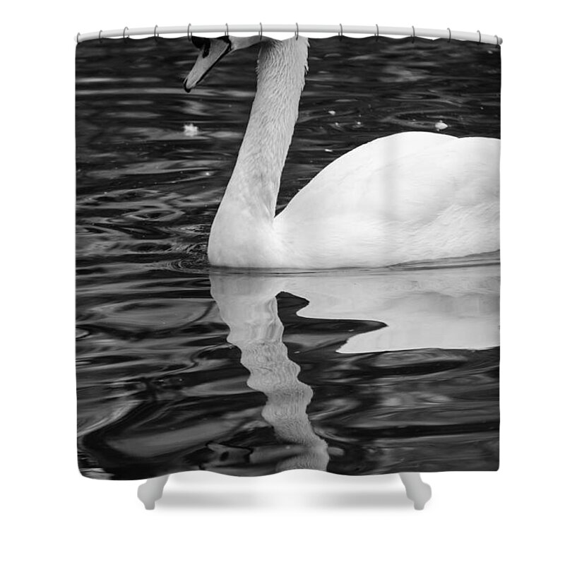 Lake Shower Curtain featuring the photograph Reflection of a white swan by AM FineArtPrints
