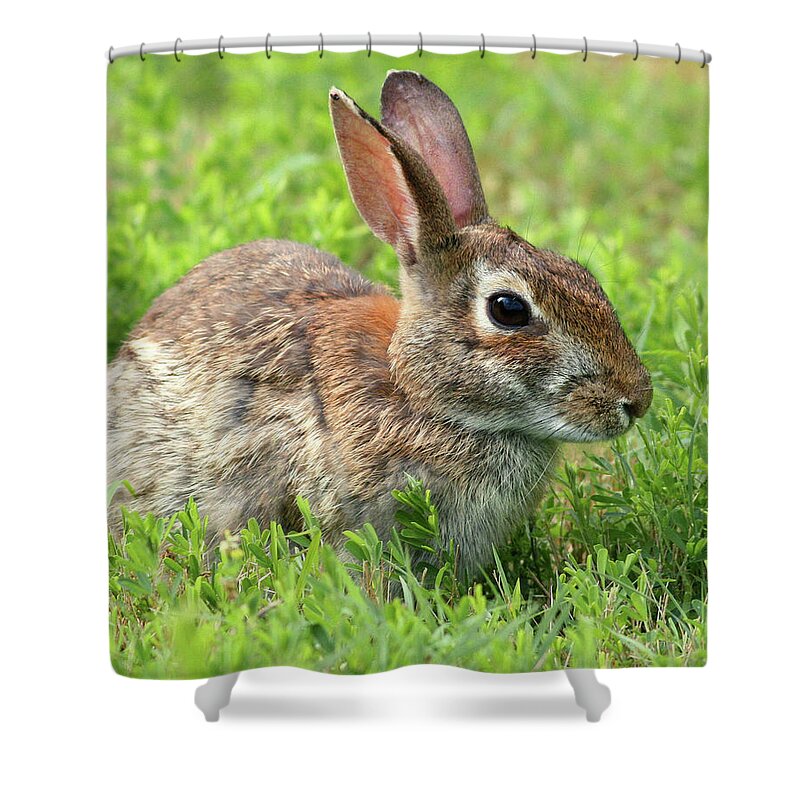 Rabbit Shower Curtain featuring the photograph Refuge Rabbit by Art Cole