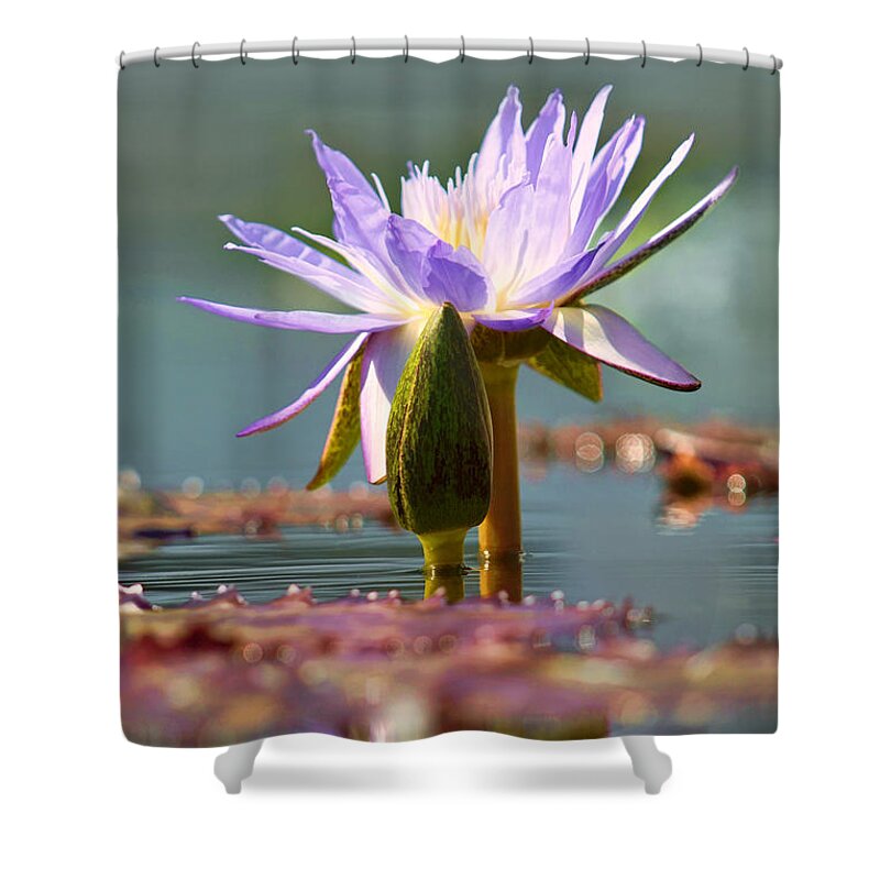Water Lily Shower Curtain featuring the photograph Regal Radiance by Leda Robertson