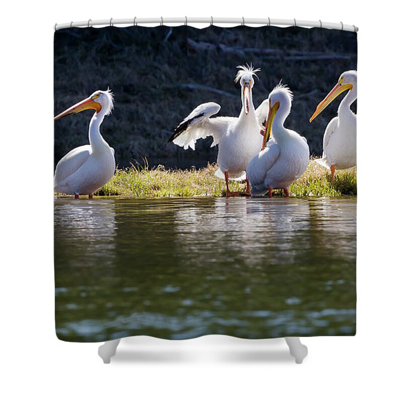 Mark Miller Photos Shower Curtain featuring the photograph Relaxing American White Pelicans by Mark Miller