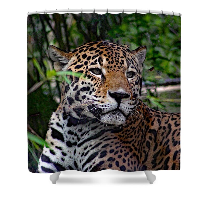 Nature Shower Curtain featuring the photograph Relaxing Jaguar by DB Hayes