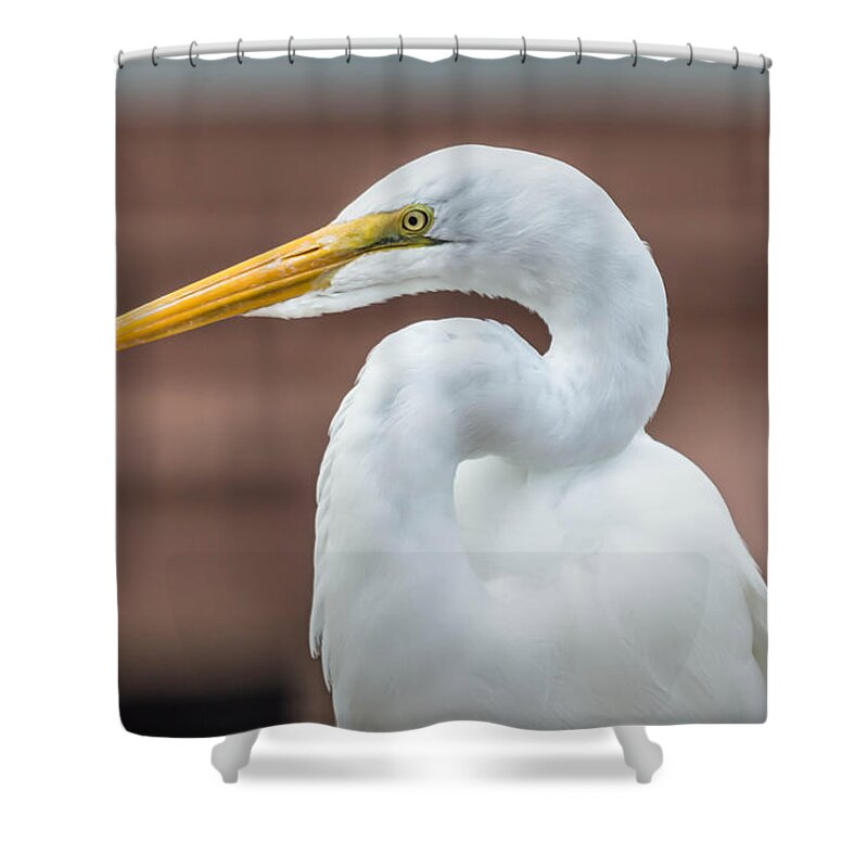 Feathers Shower Curtain featuring the photograph Relaxing by Leticia Latocki