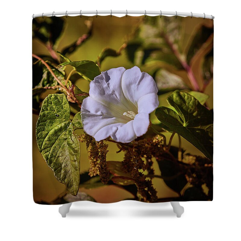Bindweed Shower Curtain featuring the photograph Remember #f5 by Leif Sohlman