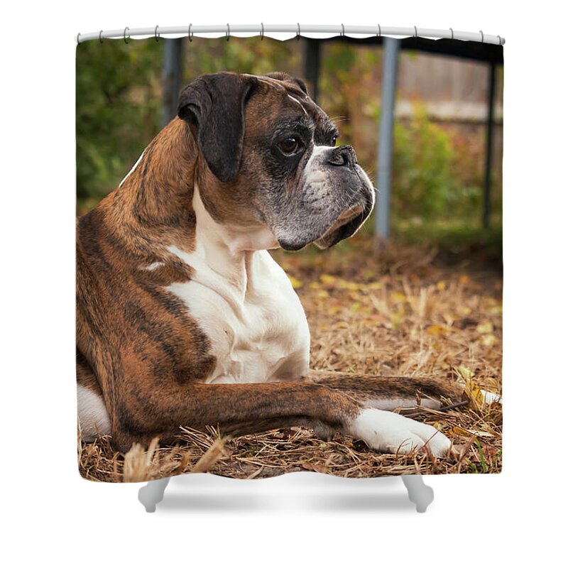 Age Shower Curtain featuring the photograph Resting Boxer by Travis Rogers