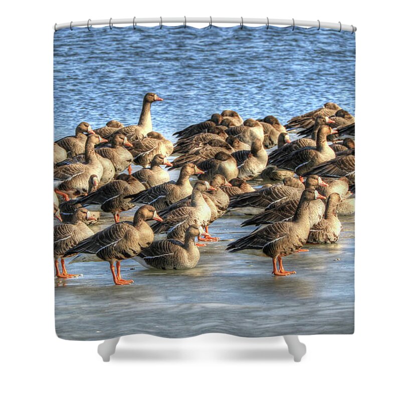 Greater White-fronted Goose Shower Curtain featuring the photograph Resting on Iowa Ice by J Laughlin