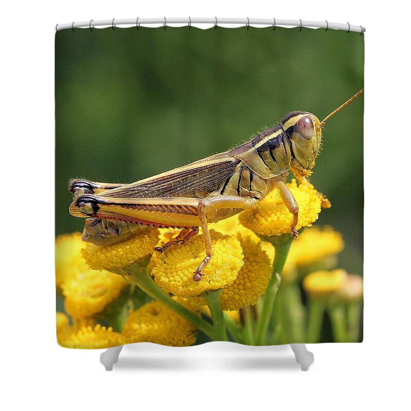 Grasshopper Shower Curtain featuring the photograph Resting on Sunshine by Doris Potter