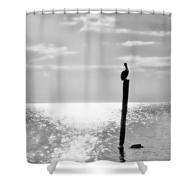 Puerto Morelos Shower Curtain featuring the photograph Resting Pelicano Black and White by Allan Van Gasbeck