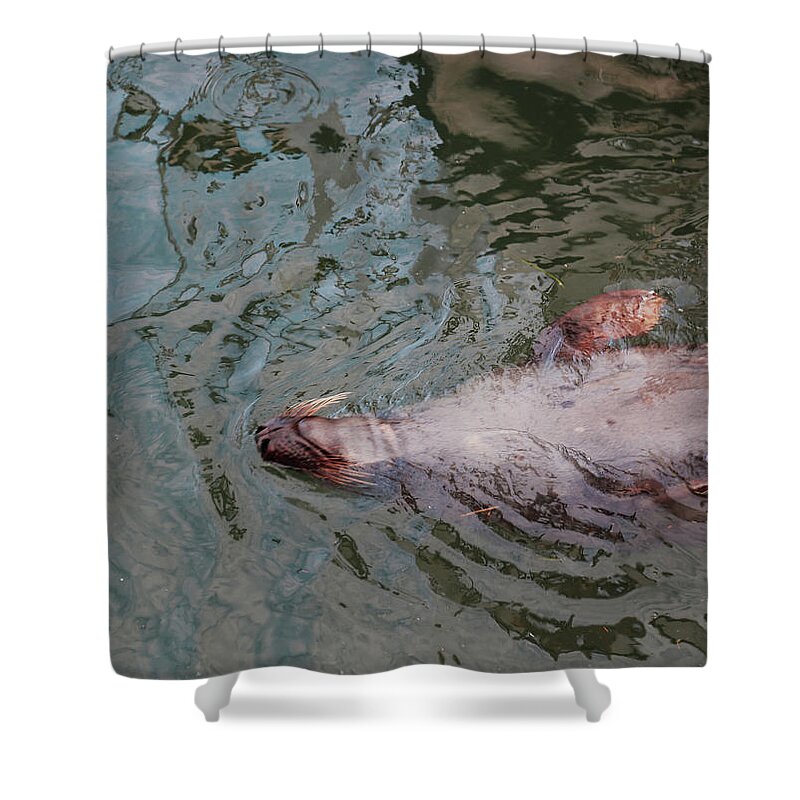 Resting Seal Shower Curtain featuring the photograph Resting Seal by Imagery-at- Work