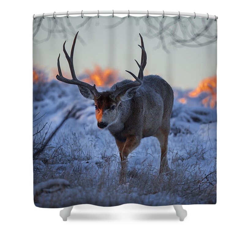 Wildlife Shower Curtain featuring the photograph Retreat from the sunrise by Jeff Shumaker