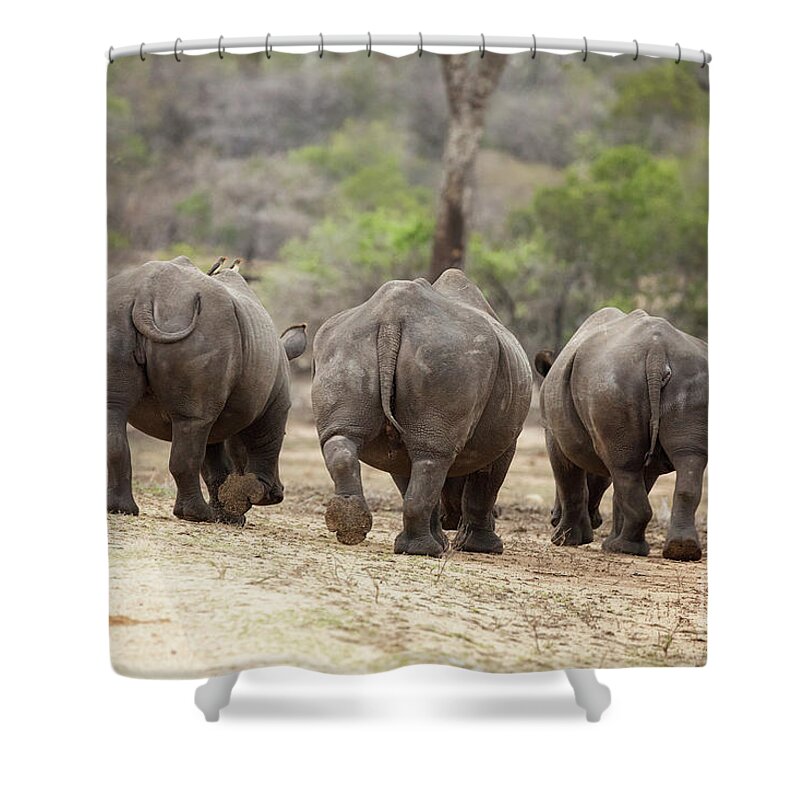 Rhino Shower Curtain featuring the photograph Rhino trio by Jane Rix