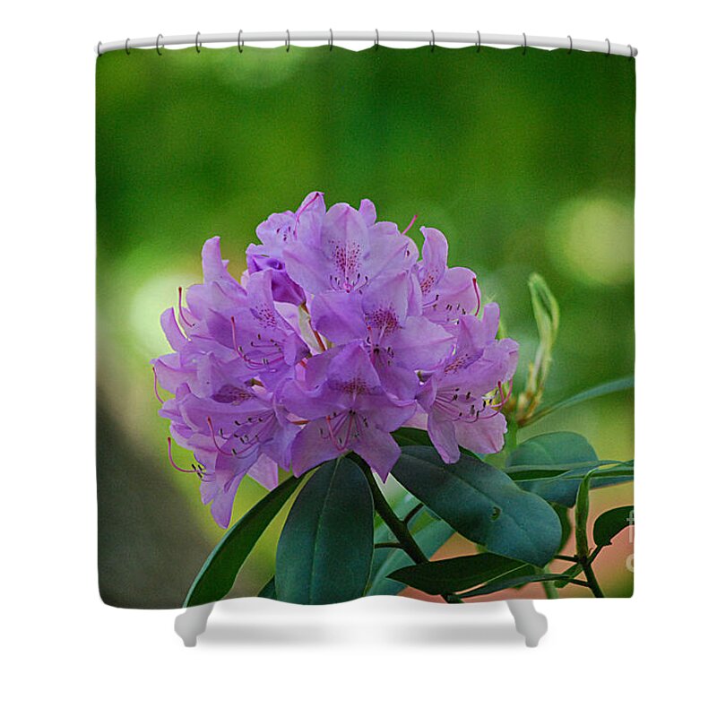Purple Shower Curtain featuring the photograph Rhododendron 20130515a_189 by Tina Hopkins