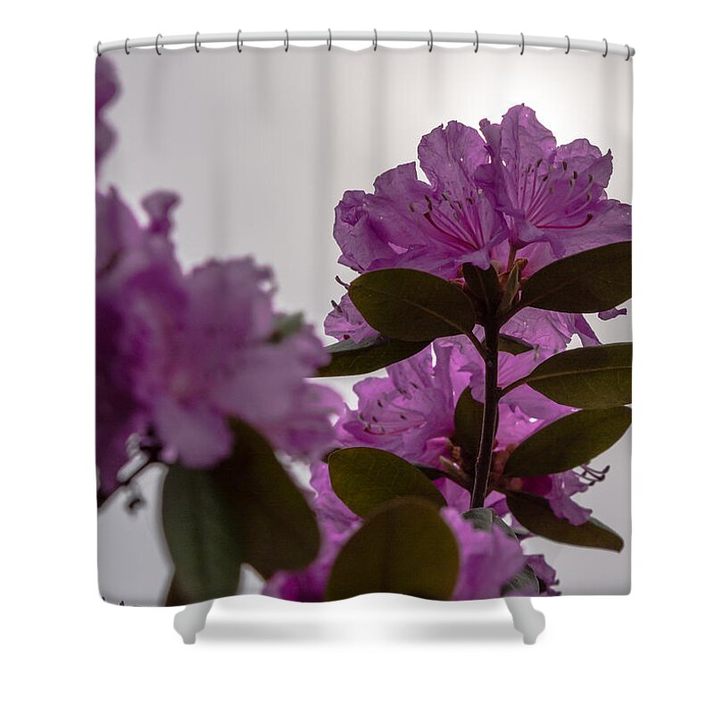 Rhododendron Shower Curtain featuring the photograph Rhododendron Backlit by the Sun by Holden The Moment