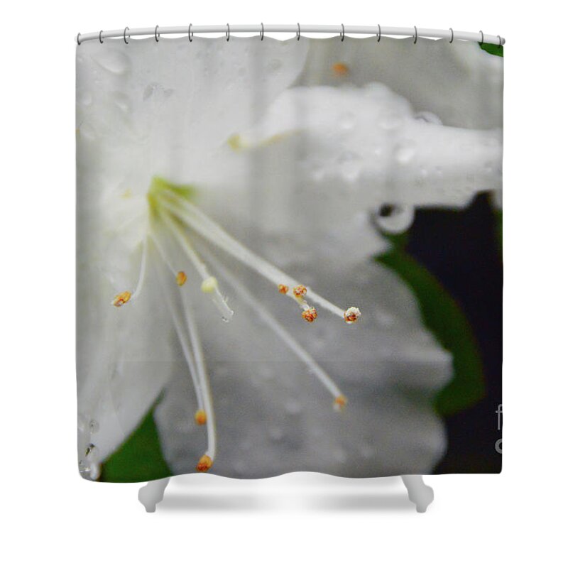  Shower Curtain featuring the photograph Rhododendron Blossom by Brian O'Kelly