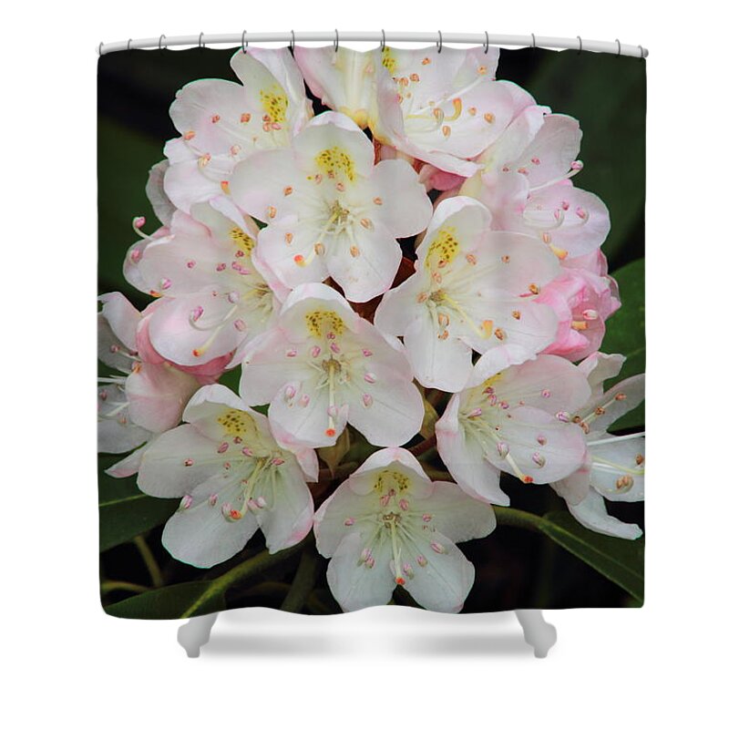 Rhododendron Shower Curtain featuring the photograph Rhododendron maximum by John Burk