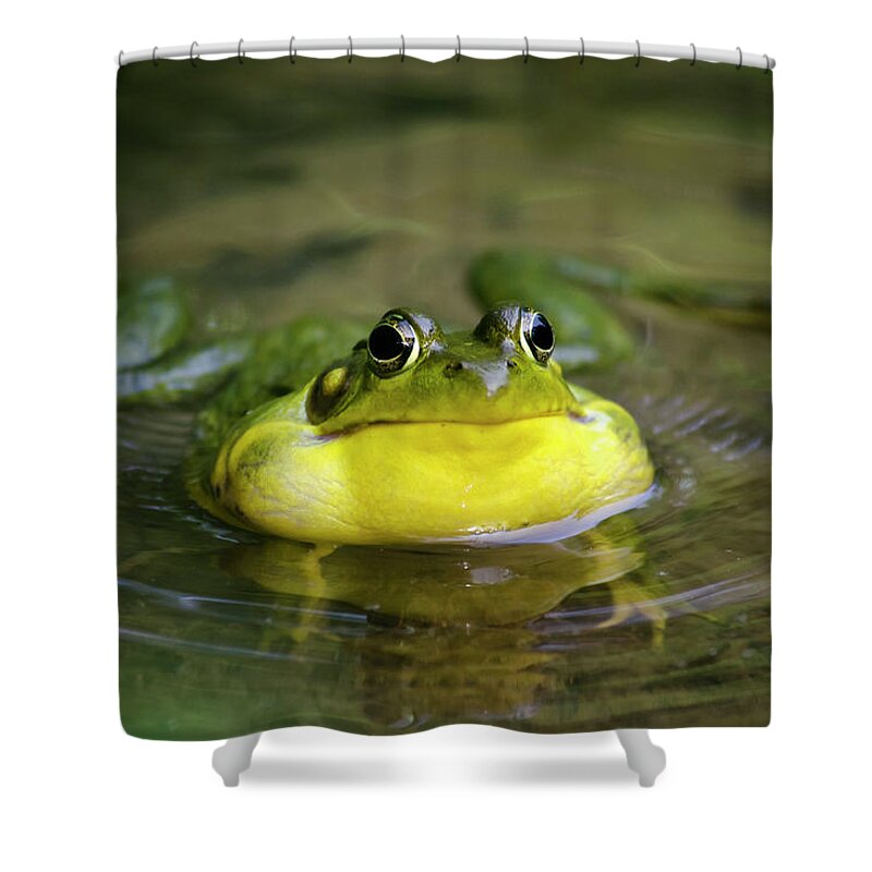 Frog Shower Curtain featuring the photograph Ribbit Frog by Christina Rollo