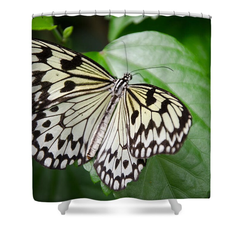Butterfly Shower Curtain featuring the photograph Rice Paper Butterfly by Kristin Hatt