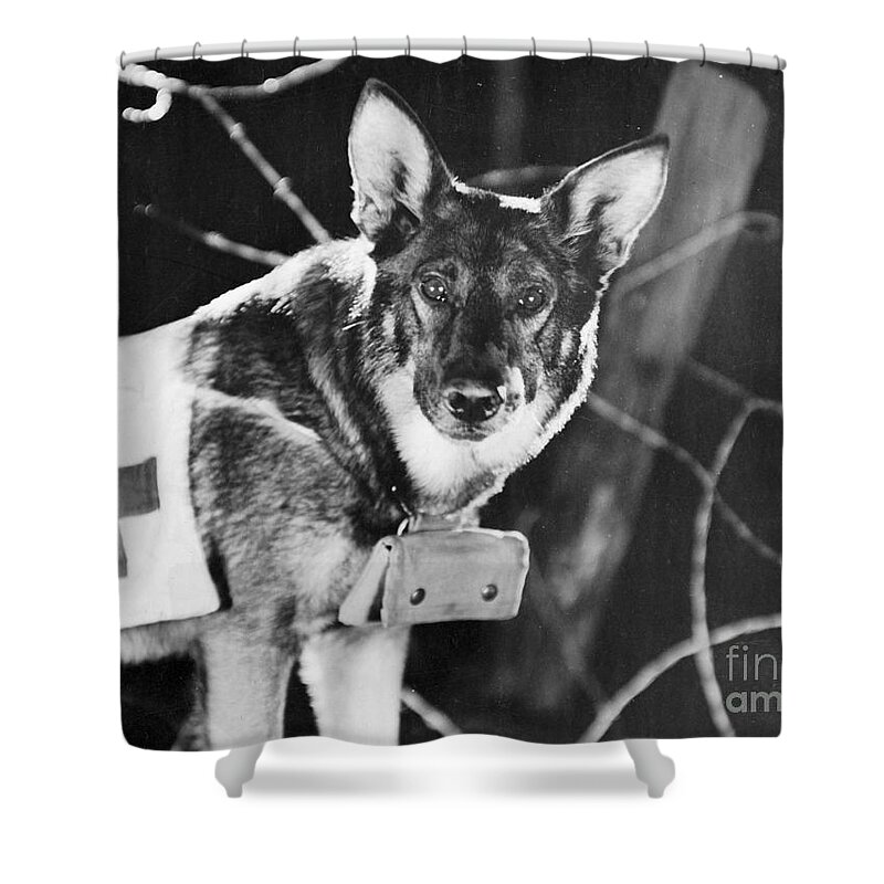 1924 Shower Curtain featuring the photograph Rin-tin-tin (1916-1932) by Granger