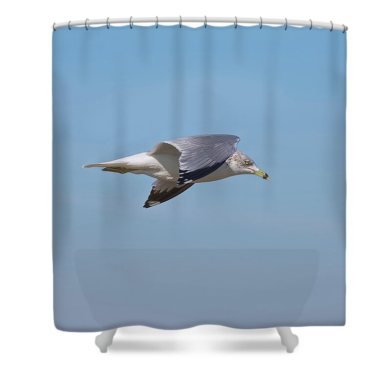 Birds Shower Curtain featuring the photograph Ring Billed Gull by John M Bailey