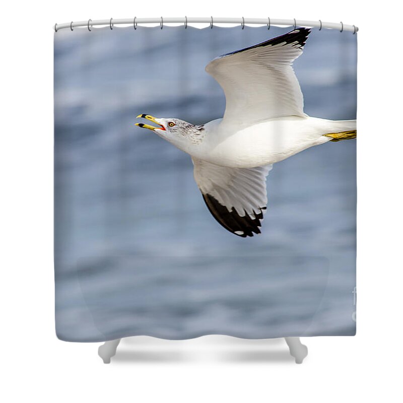 Ring-billed Seagull Shower Curtain featuring the photograph Ring-billed Seagull Looking for Attention by Debra Martz