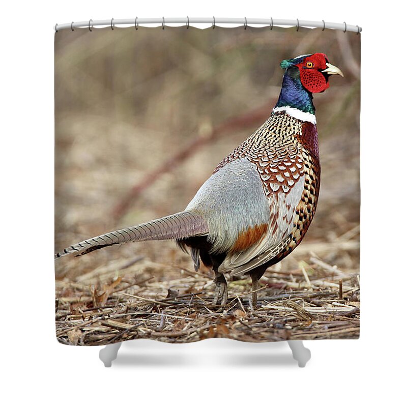 Ring-necked Pheasant Shower Curtain featuring the photograph Ring-necked Pheasant Stony Brook New York by Bob Savage