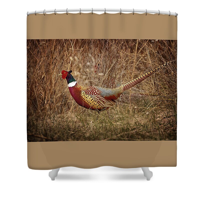 Pheasants Shower Curtain featuring the photograph Ring Necked Pheasant by Susan Rissi Tregoning