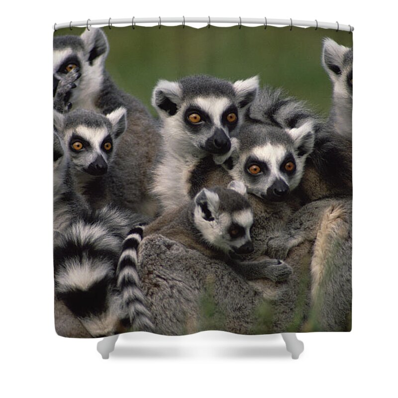 Mp Shower Curtain featuring the photograph Ring-tailed Lemur Lemur Catta Group by Gerry Ellis