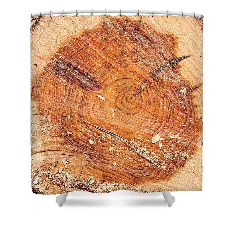 Annual Rings Shower Curtain featuring the photograph Rings on a tree trunk by Shay Levy
