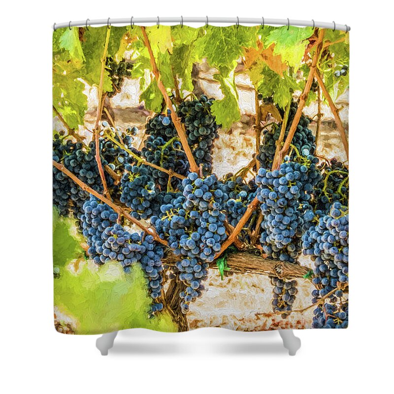 California Shower Curtain featuring the photograph Ripe Grapes on Vine by David Letts