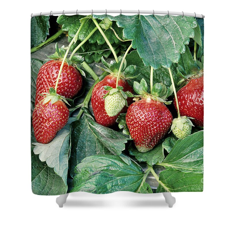 Strawberries Shower Curtain featuring the photograph Ripe Strawberries by Inga Spence