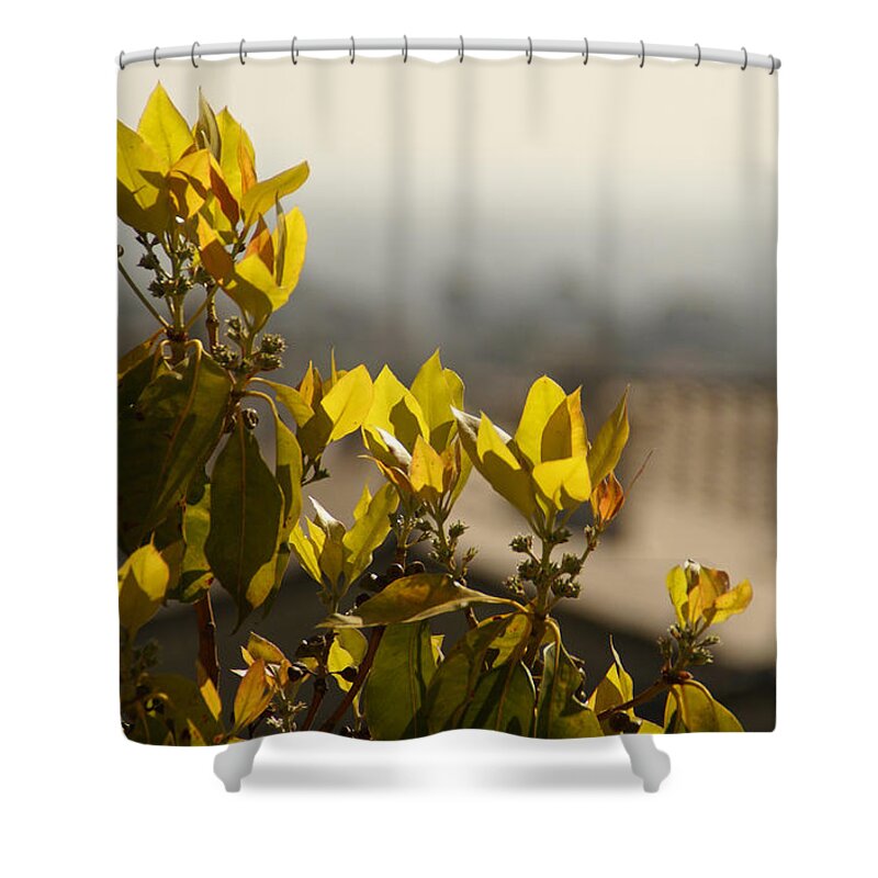 Tree Shower Curtain featuring the photograph Rise Above The Spanish Tile by Linda Shafer