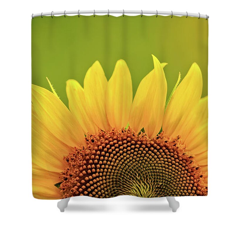 Anderson Sunflower Farm Shower Curtain featuring the photograph Rise And Shine by Doug Sturgess