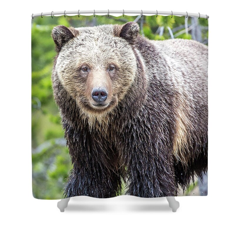 Grizzly Shower Curtain featuring the photograph River Crossing by Kevin Dietrich
